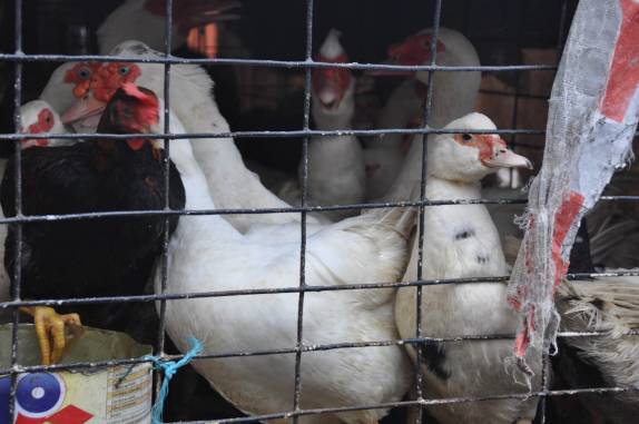 Patos e galinhas dividem a mesma gaiola no Mercado Ver-o-Peso, em Belém - PA